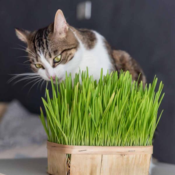 Pour nos animaux - Herbe à Chat (Orge) - Grand Modèle - face recto
